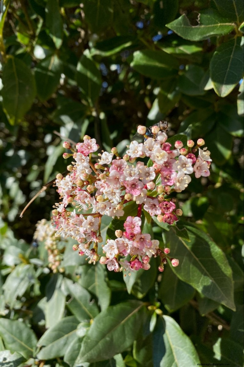 Shrub Planting Guide: Essential Considerations for Garden Success