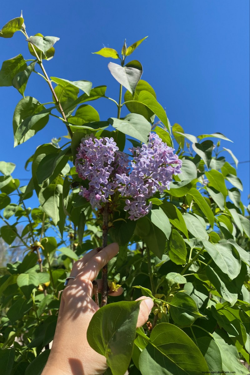 Shrub Planting Guide: Essential Considerations for Garden Success