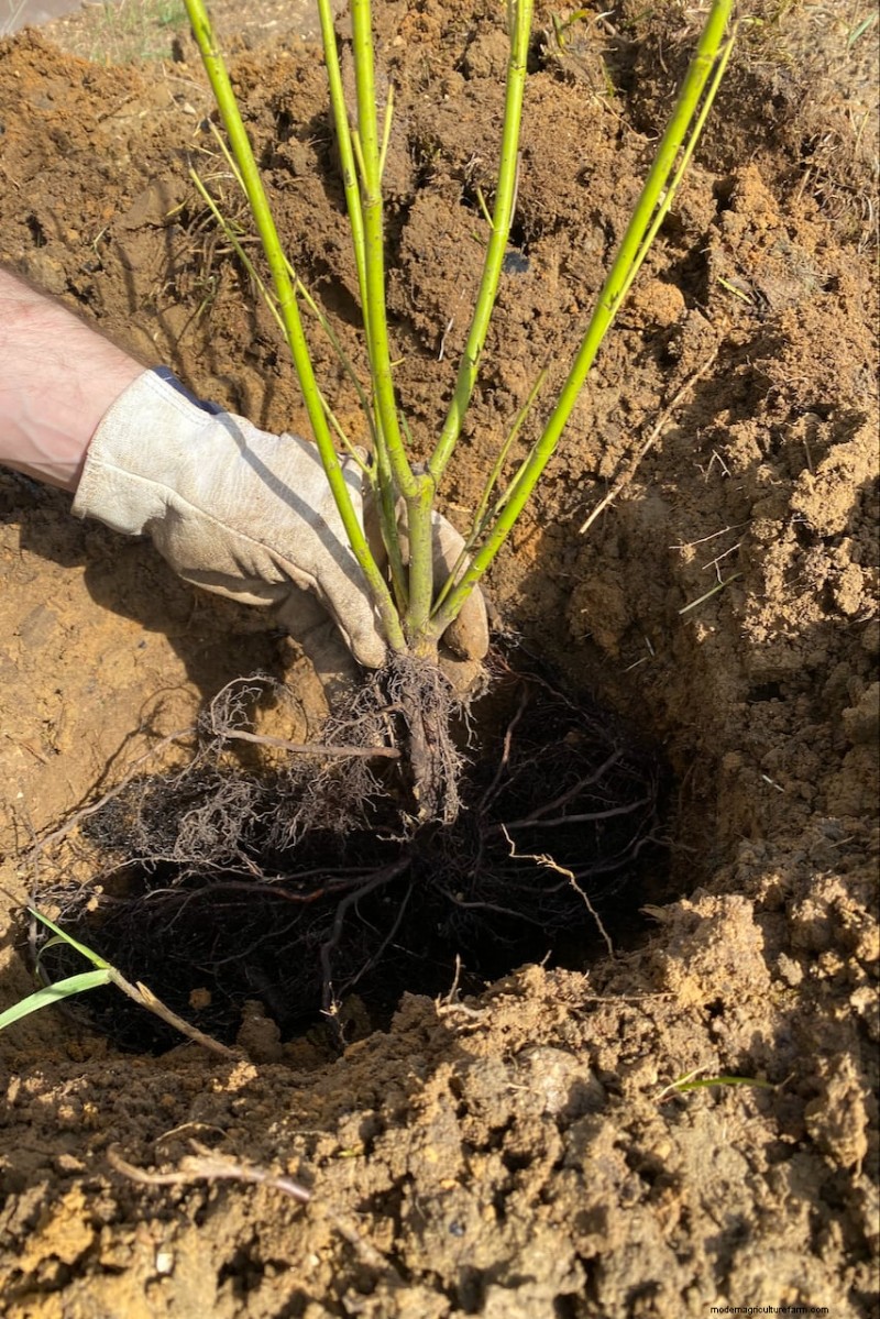 Shrub Planting Guide: Essential Considerations for Garden Success
