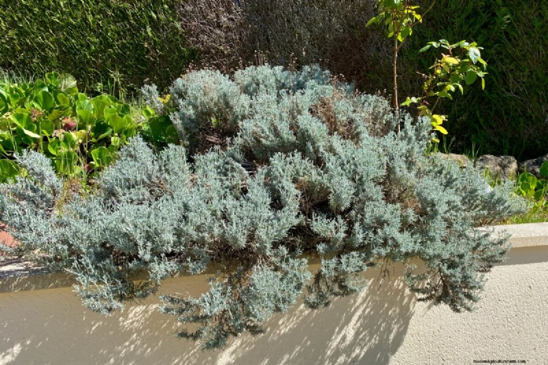 Shrub Planting Guide: Essential Considerations for Garden Success