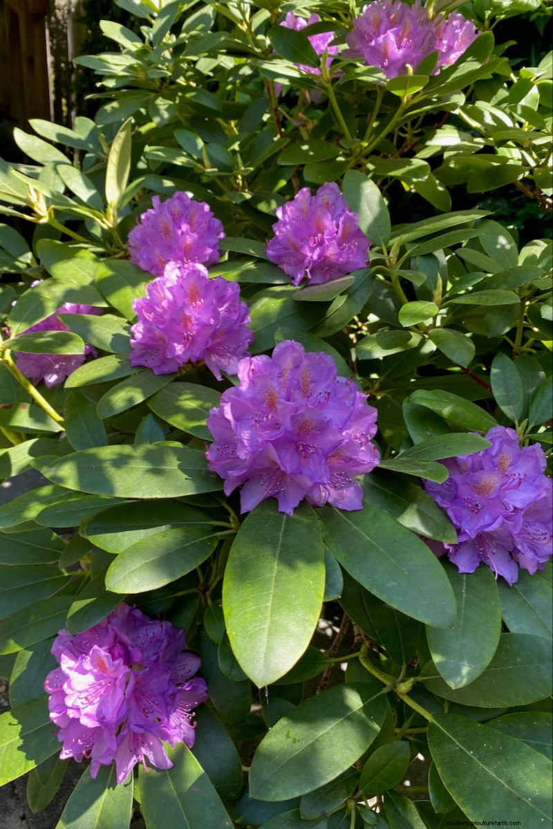 Shrub Planting Guide: Essential Considerations for Garden Success