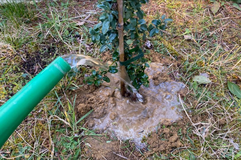 Shrub Planting Guide: Essential Considerations for Garden Success