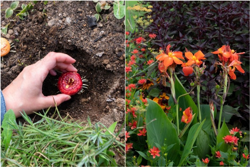 Spring Bulbs for a Burst of Summer Color: 17 Varieties to Plant Now