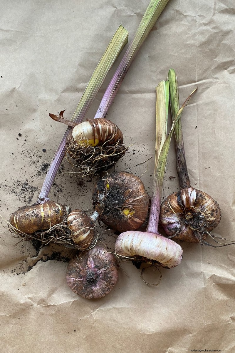 Spring Bulbs for a Burst of Summer Color: 17 Varieties to Plant Now