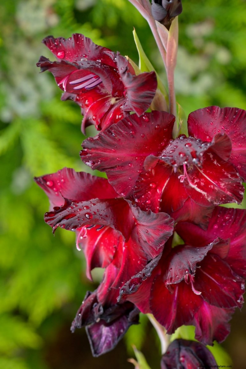 Spring Bulbs for a Burst of Summer Color: 17 Varieties to Plant Now