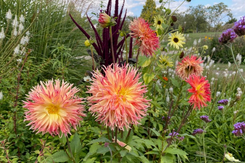Spring Bulbs for a Burst of Summer Color: 17 Varieties to Plant Now