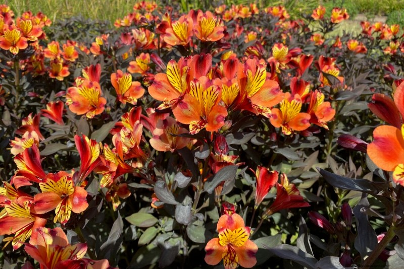 Spring Bulbs for a Burst of Summer Color: 17 Varieties to Plant Now