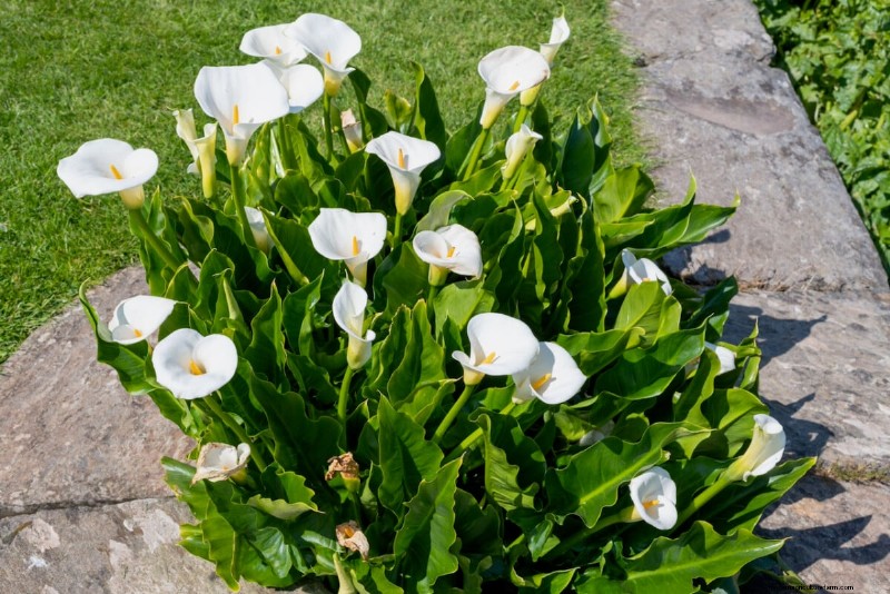 Spring Bulbs for a Burst of Summer Color: 17 Varieties to Plant Now