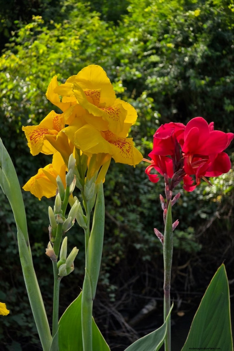 Spring Bulbs for a Burst of Summer Color: 17 Varieties to Plant Now