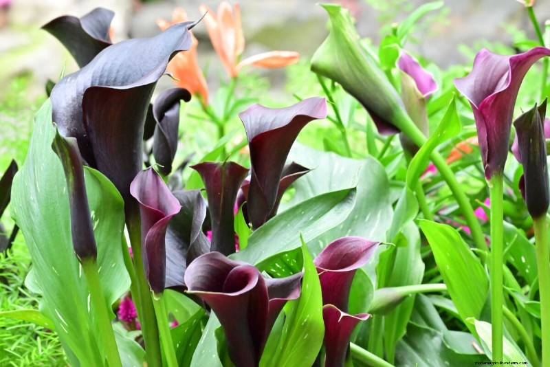 Spring Bulbs for a Burst of Summer Color: 17 Varieties to Plant Now