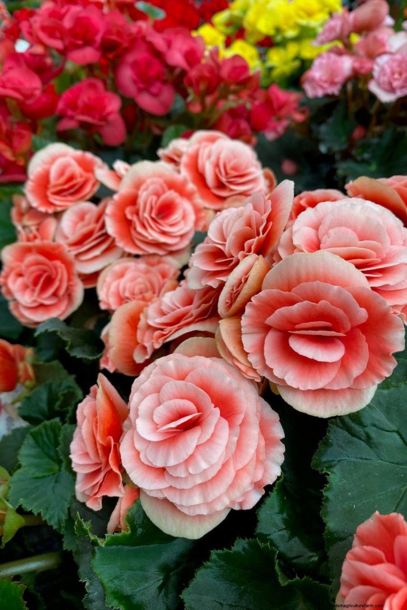 Spring Bulbs for a Burst of Summer Color: 17 Varieties to Plant Now
