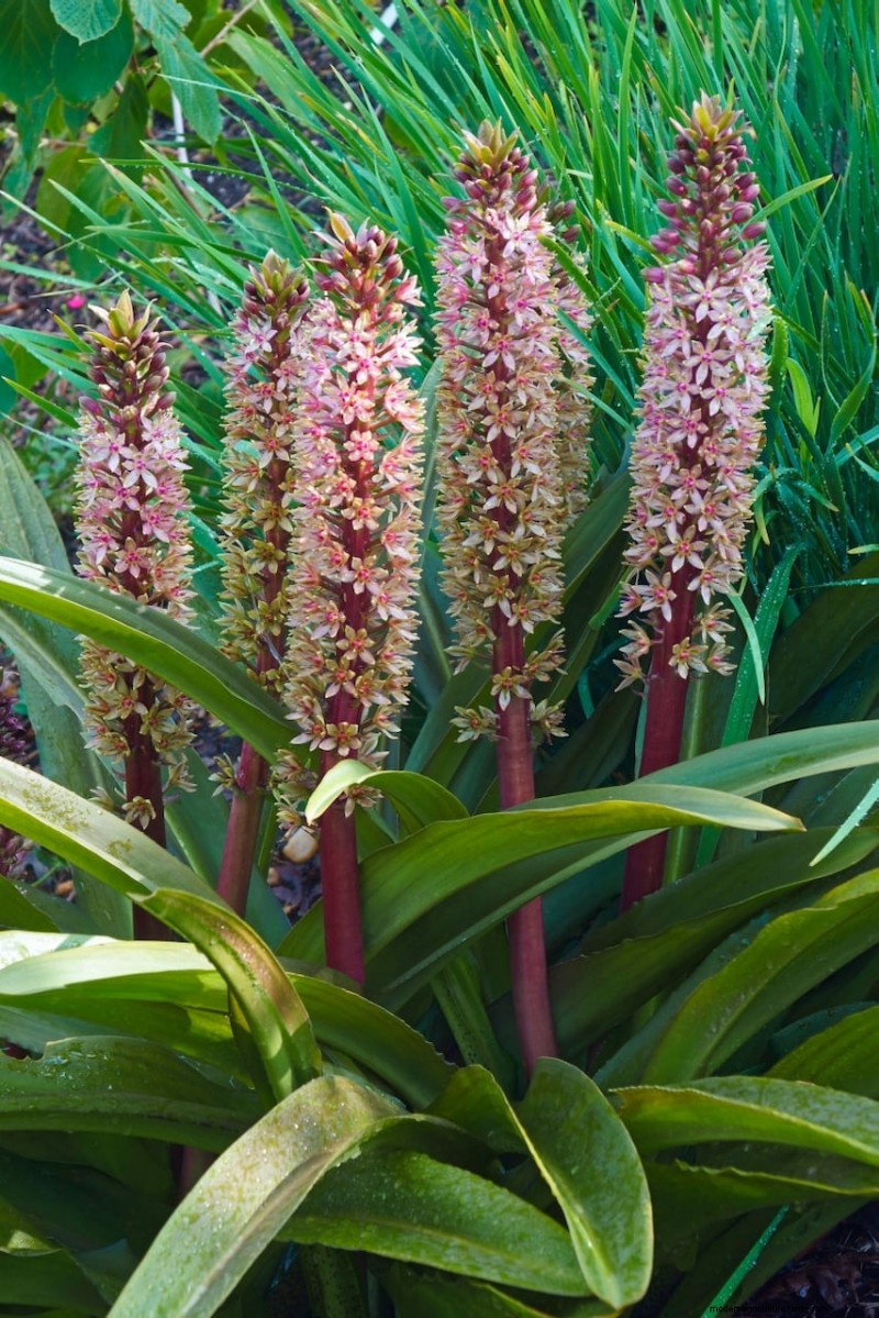 Spring Bulbs for a Burst of Summer Color: 17 Varieties to Plant Now