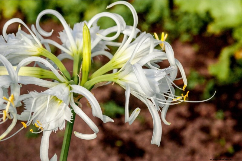 Spring Bulbs for a Burst of Summer Color: 17 Varieties to Plant Now