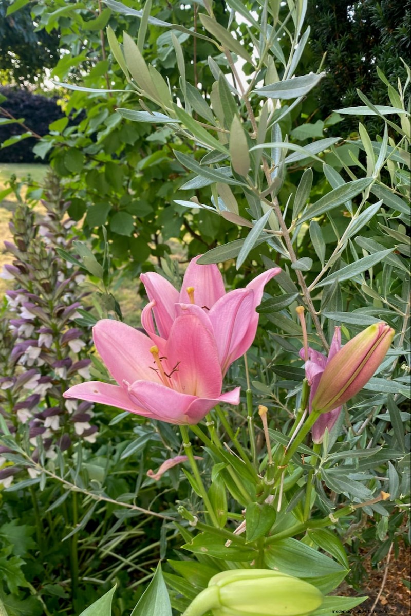 Spring Bulbs for a Burst of Summer Color: 17 Varieties to Plant Now