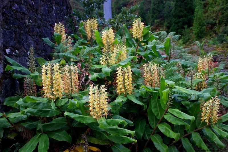 Spring Bulbs for a Burst of Summer Color: 17 Varieties to Plant Now