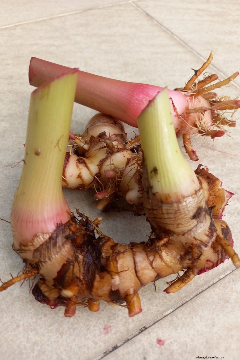 Spring Bulbs for a Burst of Summer Color: 17 Varieties to Plant Now