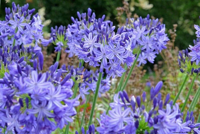 Spring Bulbs for a Burst of Summer Color: 17 Varieties to Plant Now