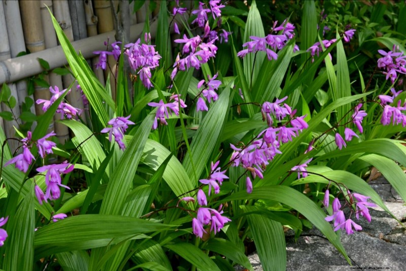 Spring Bulbs for a Burst of Summer Color: 17 Varieties to Plant Now