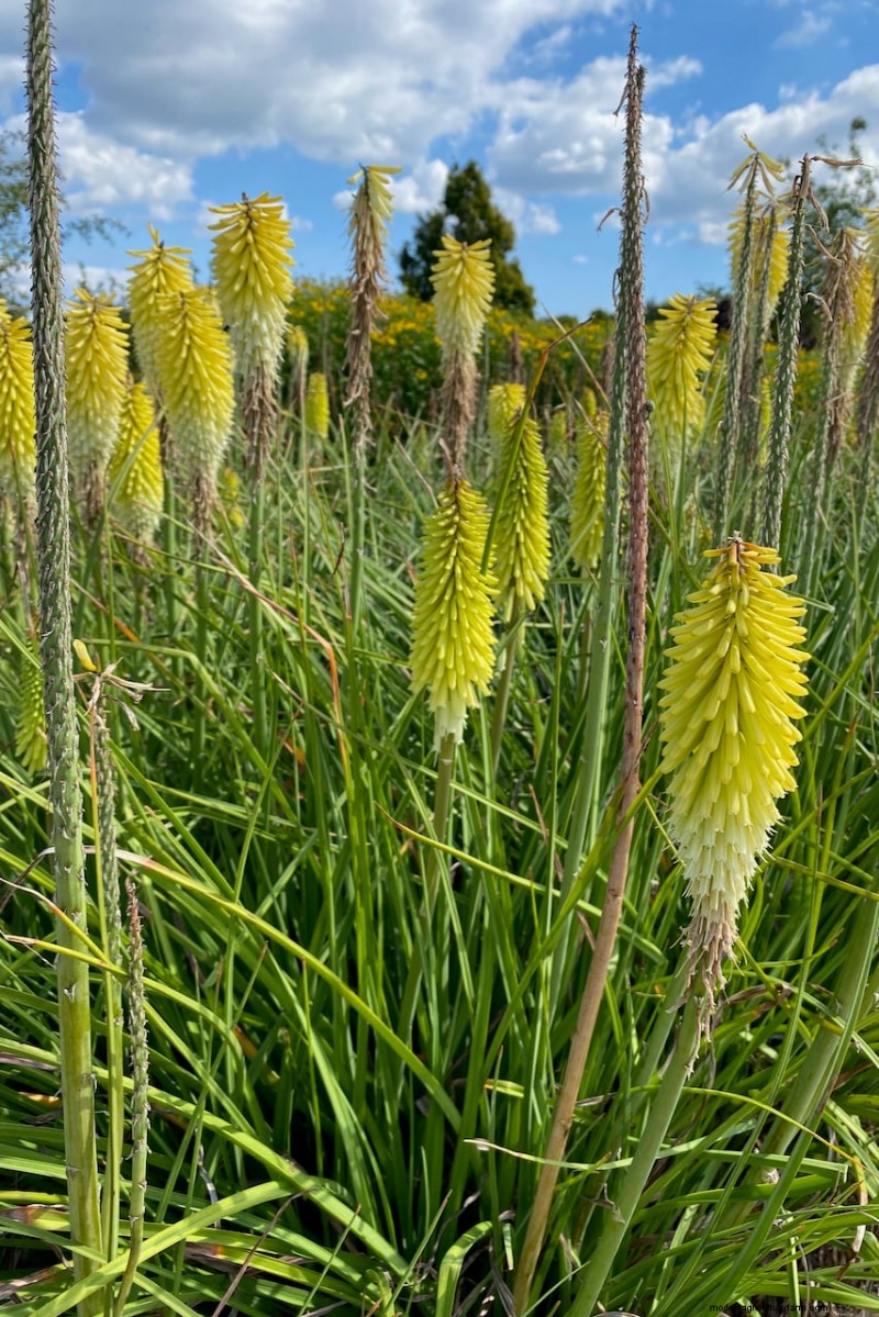 Spring Bulbs for a Burst of Summer Color: 17 Varieties to Plant Now