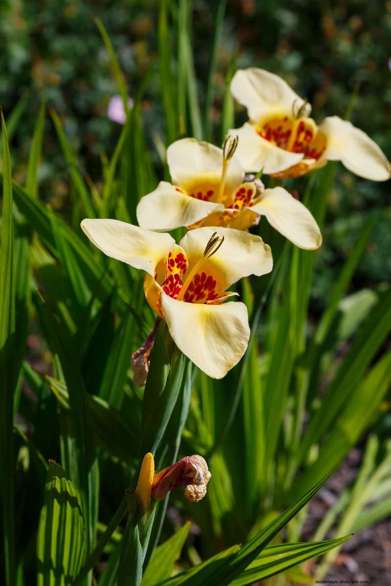 Spring Bulbs for a Burst of Summer Color: 17 Varieties to Plant Now