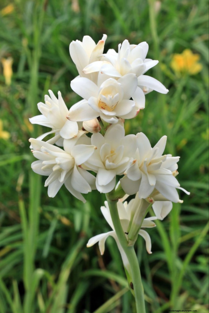 Spring Bulbs for a Burst of Summer Color: 17 Varieties to Plant Now