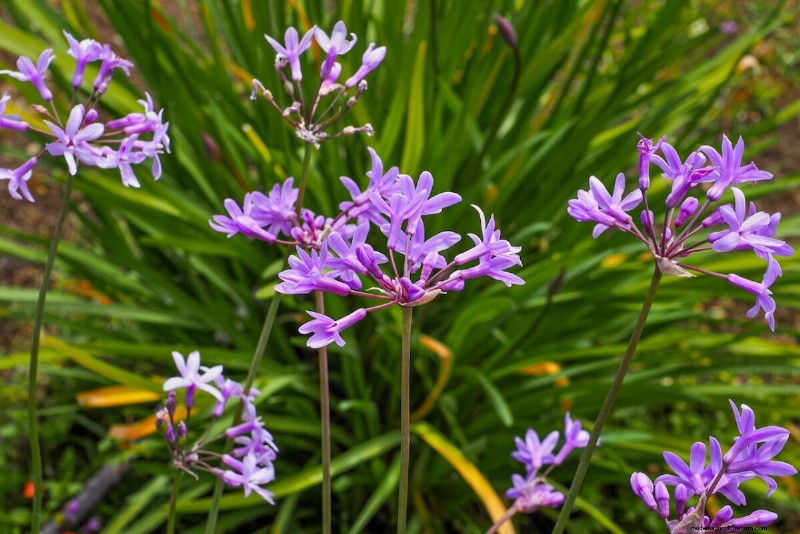 Spring Bulbs for a Burst of Summer Color: 17 Varieties to Plant Now