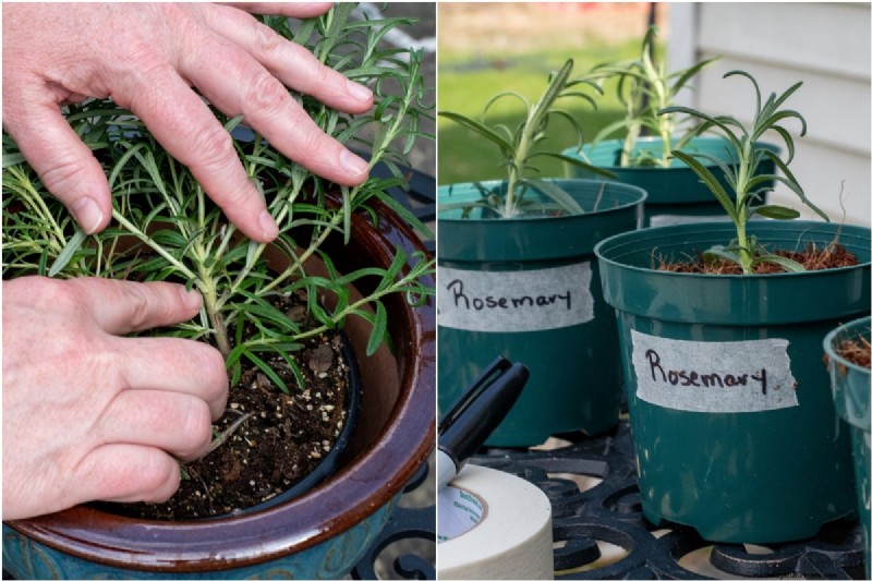 Propagate Rosemary from Cuttings: A Simple Guide for Gardeners