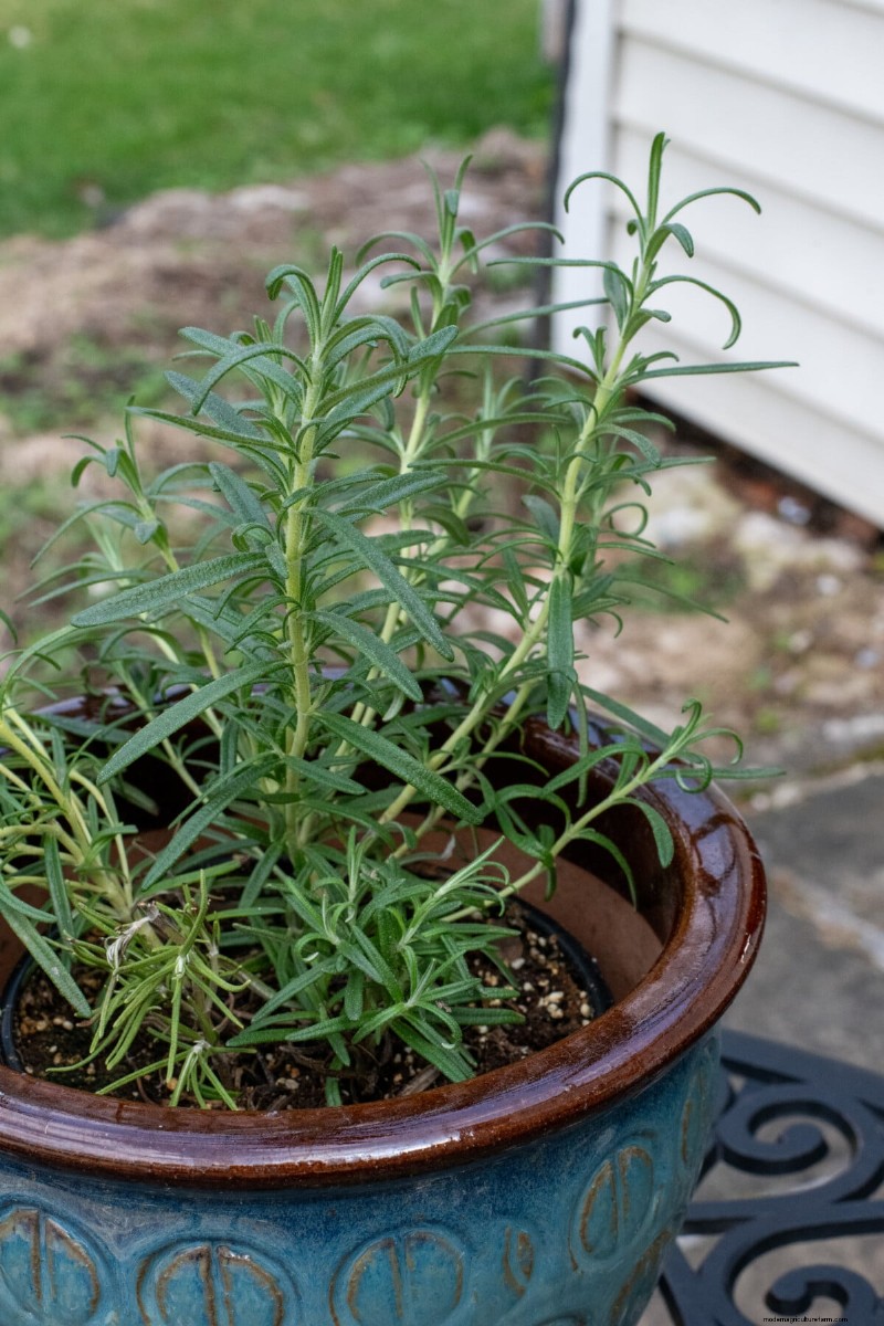 Propagate Rosemary from Cuttings: A Simple Guide for Gardeners