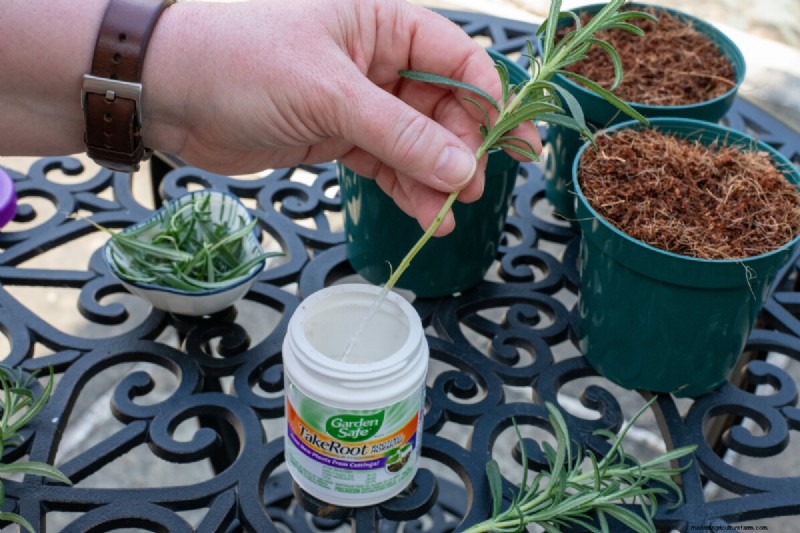 Propagate Rosemary from Cuttings: A Simple Guide for Gardeners