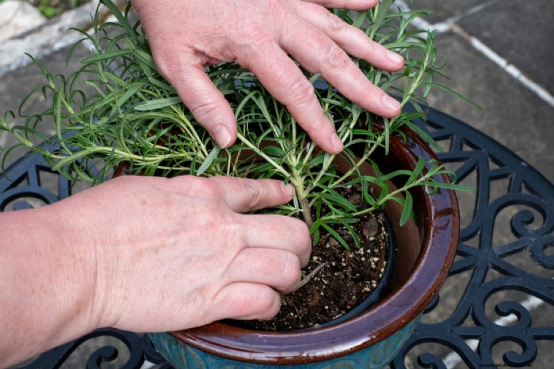 Propagate Rosemary from Cuttings: A Simple Guide for Gardeners
