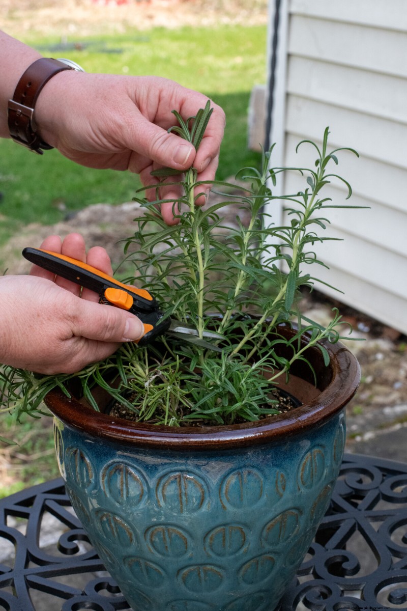 Propagate Rosemary from Cuttings: A Simple Guide for Gardeners