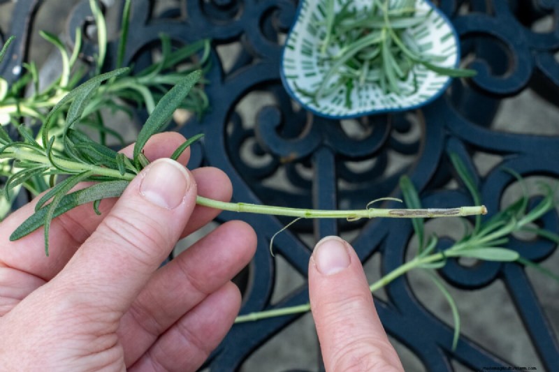 Propagate Rosemary from Cuttings: A Simple Guide for Gardeners