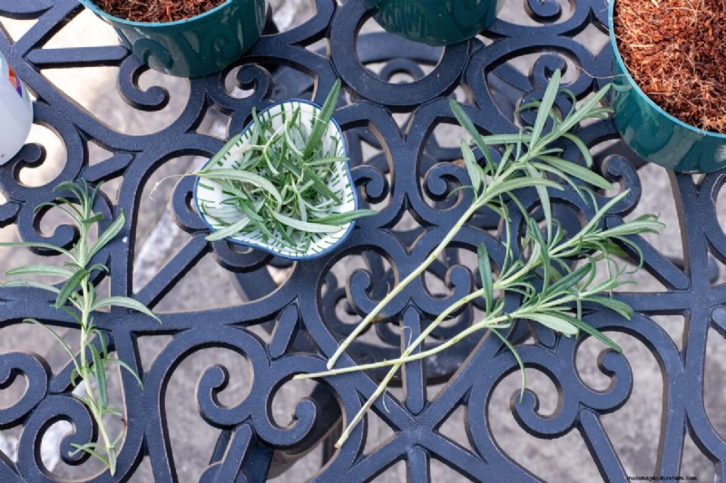 Propagate Rosemary from Cuttings: A Simple Guide for Gardeners