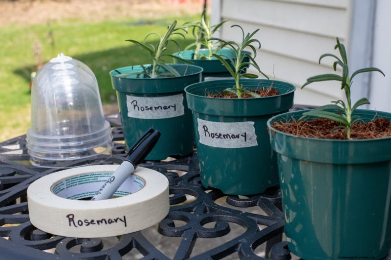 Propagate Rosemary from Cuttings: A Simple Guide for Gardeners