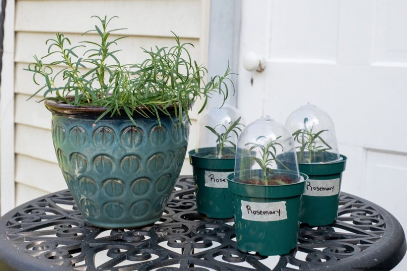 Propagate Rosemary from Cuttings: A Simple Guide for Gardeners