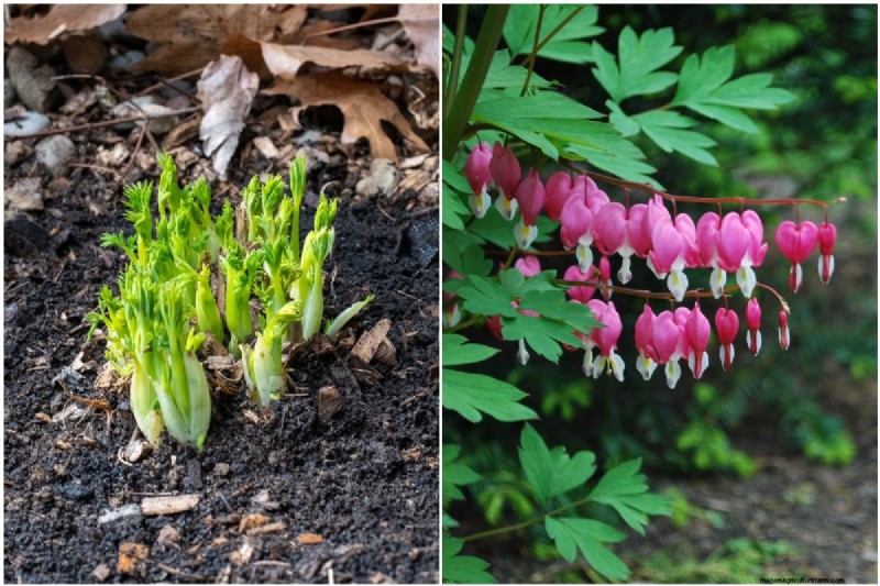 Spring Care for Bleeding Hearts: A Guide to Healthy Blooms