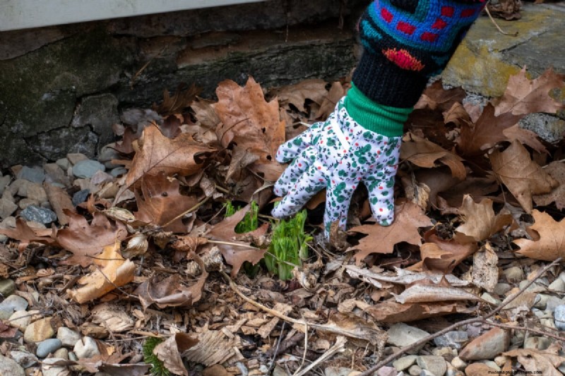 Spring Care for Bleeding Hearts: A Guide to Healthy Blooms