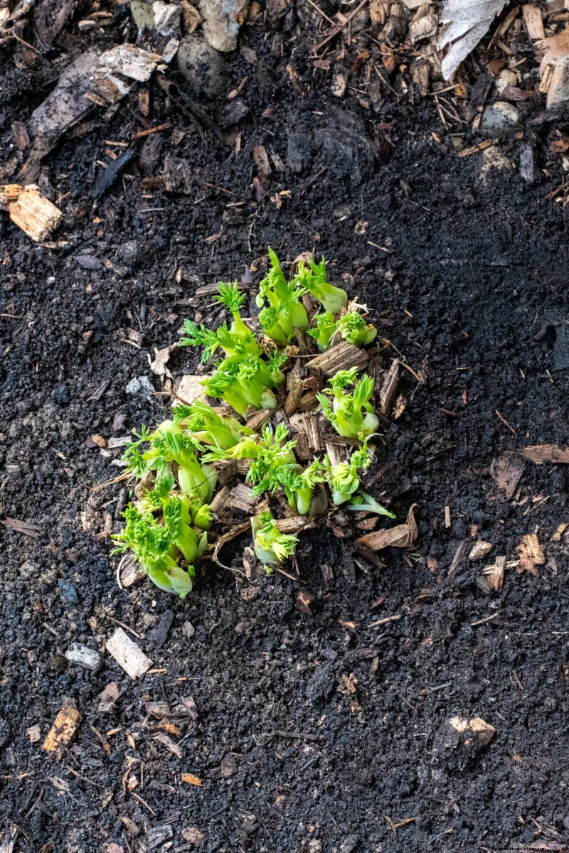Spring Care for Bleeding Hearts: A Guide to Healthy Blooms