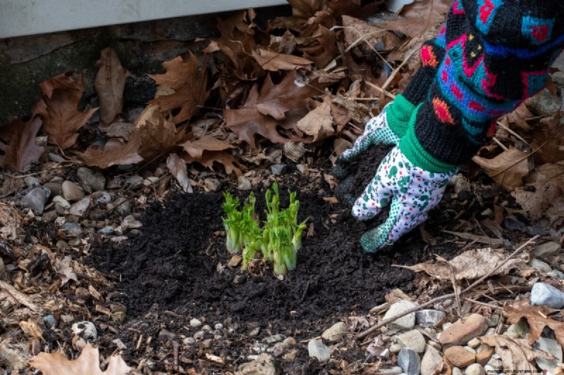 Spring Care for Bleeding Hearts: A Guide to Healthy Blooms