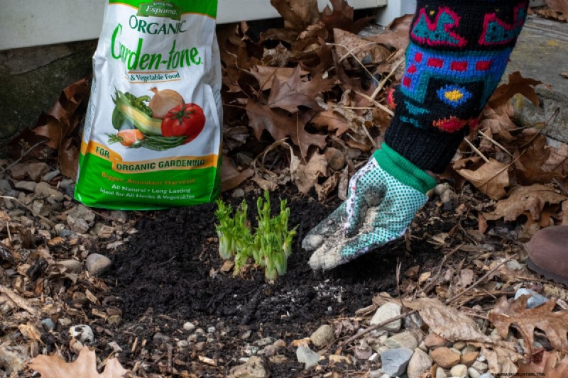 Spring Care for Bleeding Hearts: A Guide to Healthy Blooms
