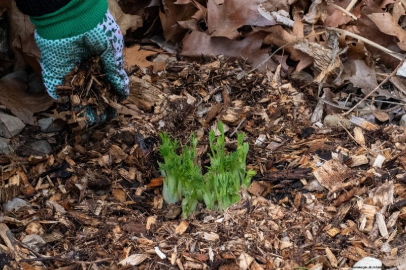Spring Care for Bleeding Hearts: A Guide to Healthy Blooms