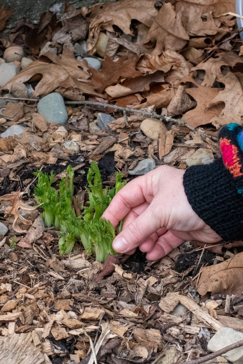 Spring Care for Bleeding Hearts: A Guide to Healthy Blooms