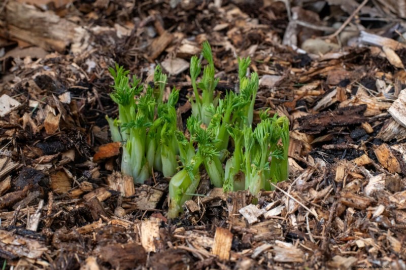 Spring Care for Bleeding Hearts: A Guide to Healthy Blooms