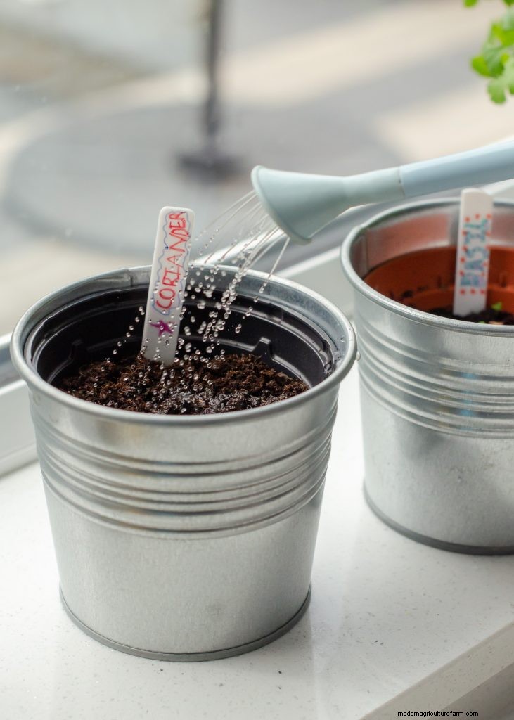 Cultivating Connection: Growing Herbs as a Family Activity