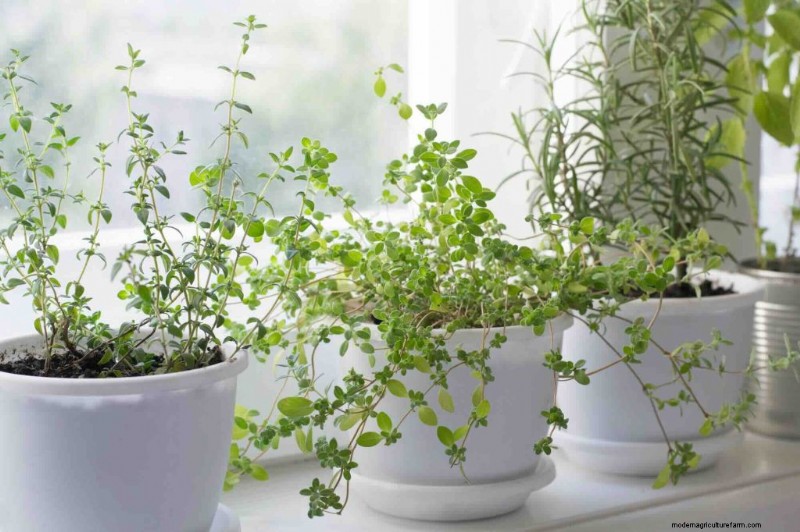 Cultivating Connection: Growing Herbs as a Family Activity