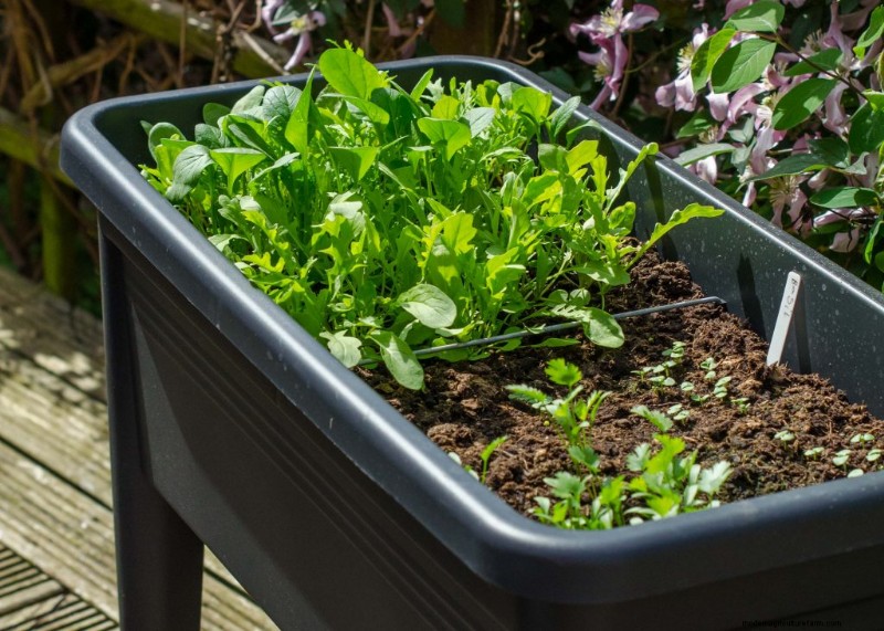 Grow Vegetables in Small Spaces: Expert Tips for Balconies & Windowsills