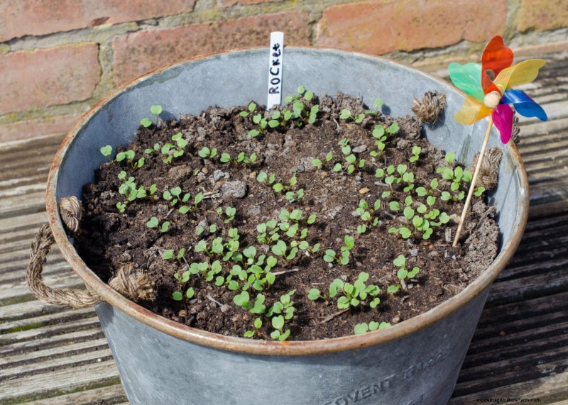 Grow Vegetables in Small Spaces: Expert Tips for Balconies & Windowsills