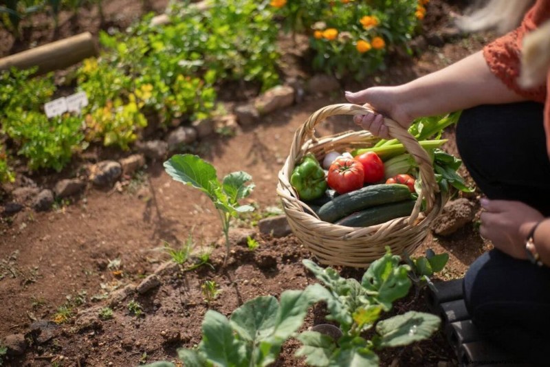 Protect Your Vegetable Garden: Simple Pest Control Strategies
