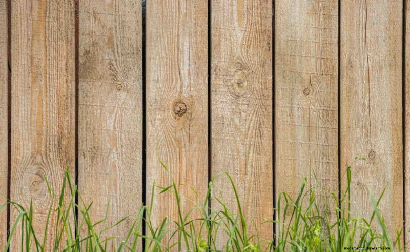 Protect Your Vegetable Garden: Simple Pest Control Strategies