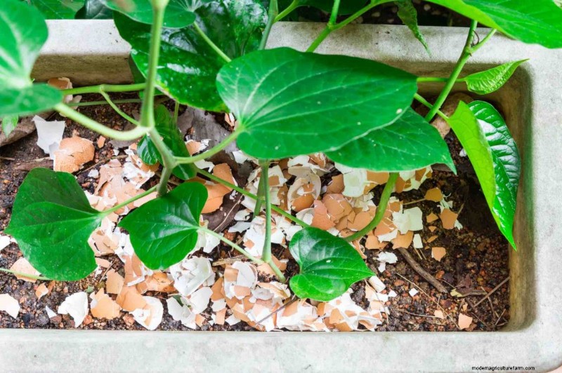 Protect Your Vegetable Garden: Simple Pest Control Strategies
